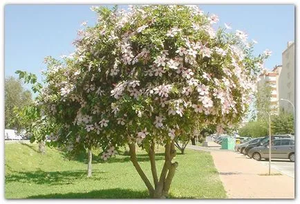 hibiszkusz kert