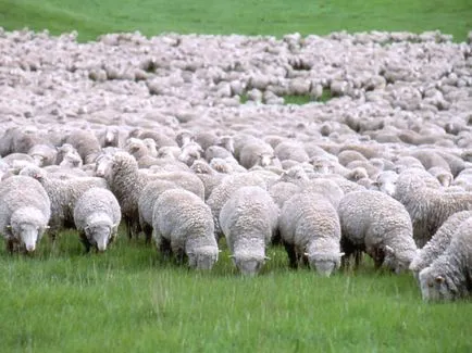 Rasa cea mai răspândită de ovine din Australia (7 litere)