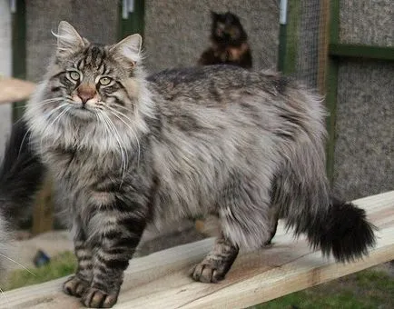 Cele mai mari rase de pisici