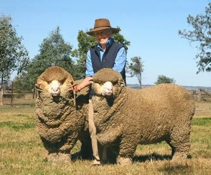 Rasa cea mai răspândită de ovine din Australia (7 litere)