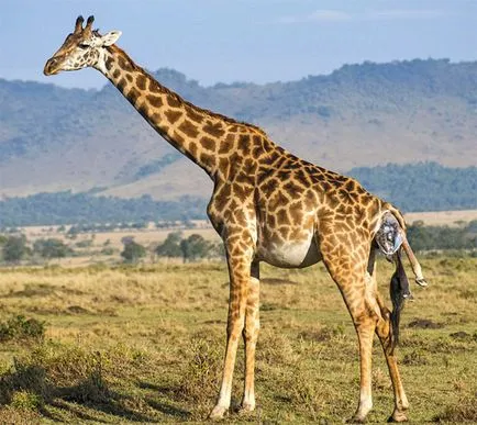 Най-интересните факти за жирафите vivareit