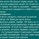 Най-интелигентни породи котки снимка с имената на 10-те най породите със снимки, цена и в световната ранглиста,