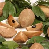 Sapodilla у дома, семената на екзотични плодове и зеленчуци