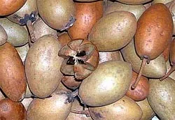 Sapodilla, a növényvilág