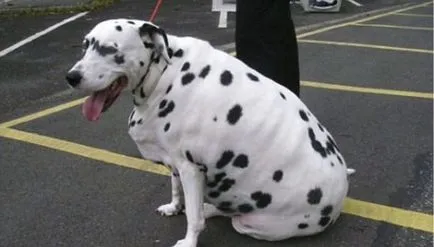 Cel mai gras câine din lume