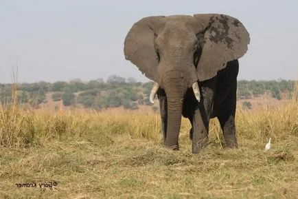 Animalul cel mai periculos din Africa, care ar trebui să ne fie frică de