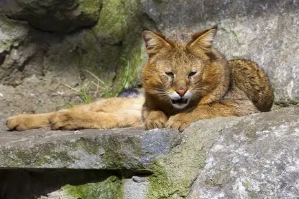 Cea mai mare pisica - junglă (chaus felis) mărimea, greutatea, jungla de creștere pisica