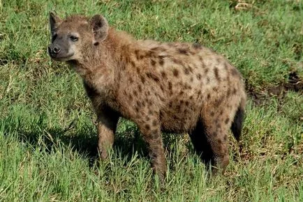 Animalul cel mai periculos din Africa, care ar trebui să ne fie frică de