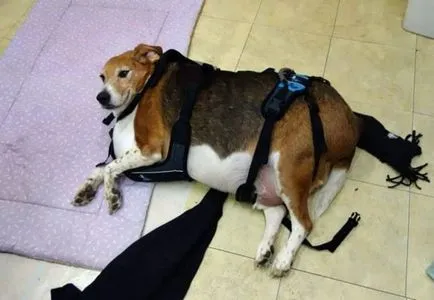 Legkövérebb kutya a világon