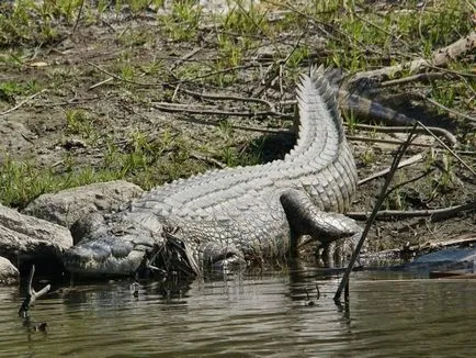 Animalul cel mai periculos din Africa, care ar trebui să ne fie frică de