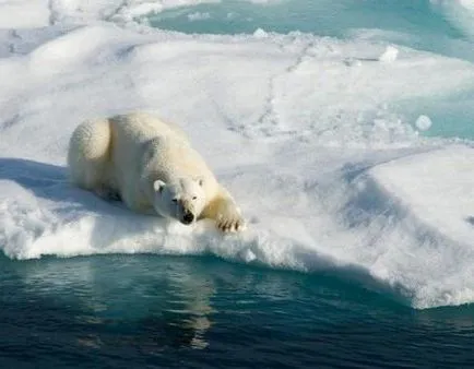 Cea mai caldă lună în Antarctica