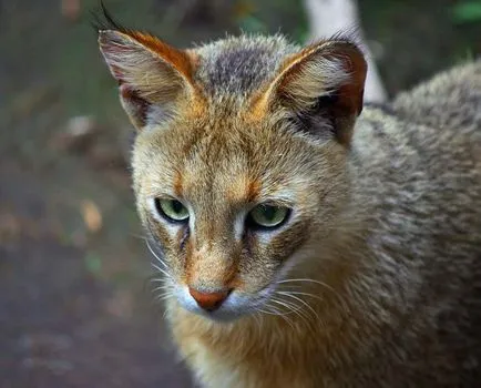 Cea mai mare pisica - junglă (chaus felis) mărimea, greutatea, jungla de creștere pisica