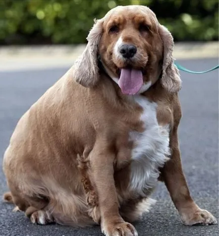 Cel mai gras câine din lume