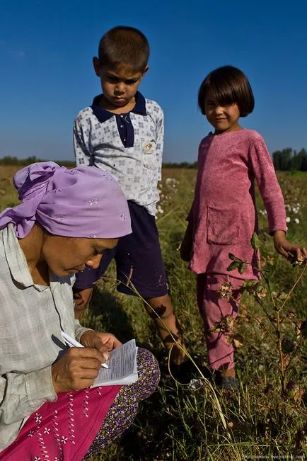 Szedés pamut Üzbegisztán - Hírek képekben