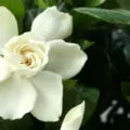 обрізка азалії