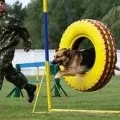 Нюх собаки як собака бачить світ