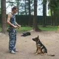 Нюх собаки як собака бачить світ