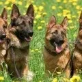 Нюх собаки як собака бачить світ