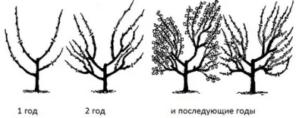Обрізка агрусу навесні і восени - схема (навесні) Обрізка агрусу навесні і восени - схема