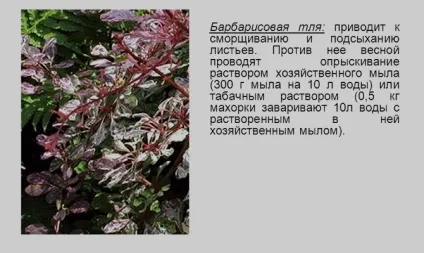 Обрізка барбарису восени і інші роботи по догляду за ним відео (барбарису) Обрізка барбарису восени і інші роботи по догляду за ним відео