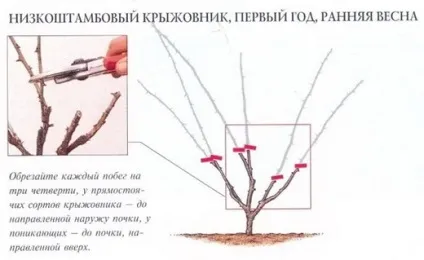 Обрізка агрусу навесні і восени - схема (обрізка) Обрізка агрусу навесні і восени - схема