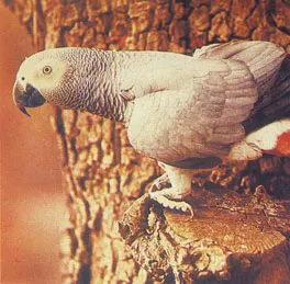 Gray Parrot, sau Jacquot, terenuri faunei