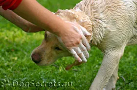 Шампоан за кучета със суха, избелване, тониране