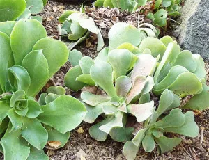 Titkok a tenyésztés, a kiültetés és ápolási Aeonium otthon