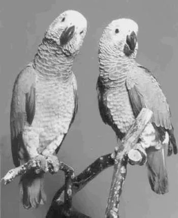 Gray Parrot, sau Jacquot, terenuri faunei