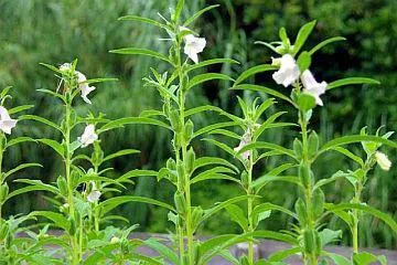 Семена от растения се наричат ​​сусамово