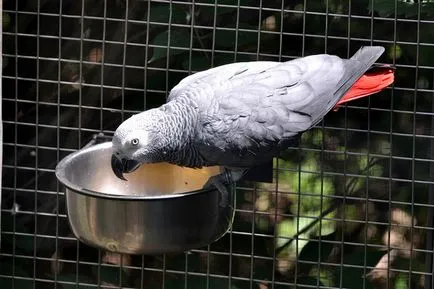 Gray Parrot, sau Jacquot, terenuri faunei