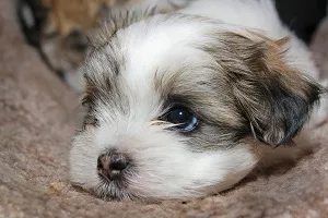 Cățeluși shih tzu, ce să se hrănească, porecle pentru aceasta rasa