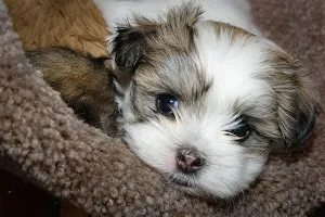 Cățeluși shih tzu, ce să se hrănească, porecle pentru aceasta rasa