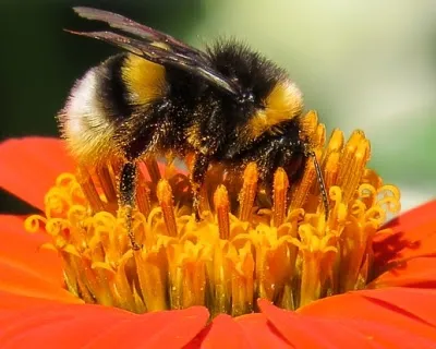 Bumblebee insecte, care a câștigat legile fizicii infosfera
