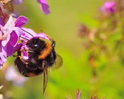 Bumblebee insecte, care a câștigat legile fizicii infosfera