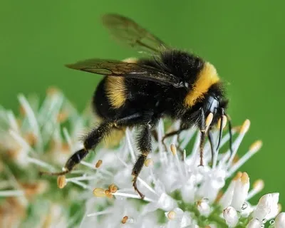 Bumblebee insecte, care a câștigat legile fizicii infosfera
