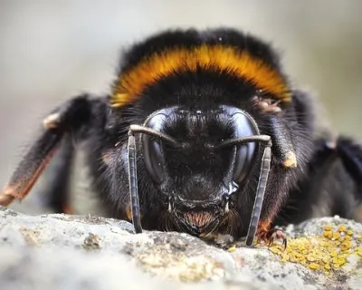 Bumblebee insecte, care a câștigat legile fizicii infosfera