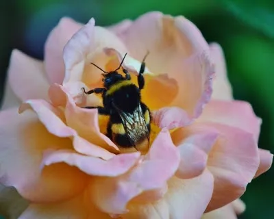 Bumblebee insecte, care a câștigat legile fizicii infosfera