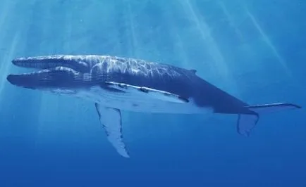 balena albastră