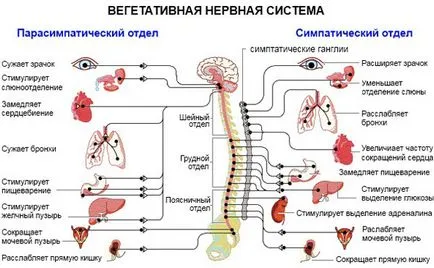 Simptomele de distonie vegetativa-vasculare (semne VVD) - adulți, femei în faza acută,