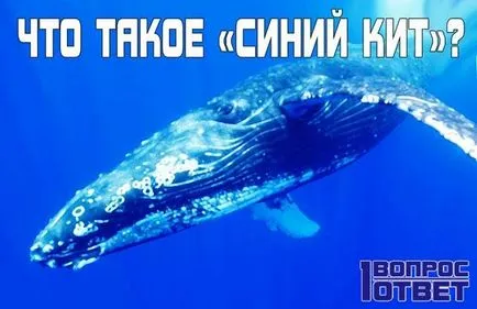 Blue Whale 