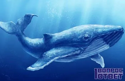 Blue Whale 