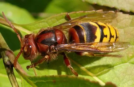 Hornets gyilkos fotók, videók