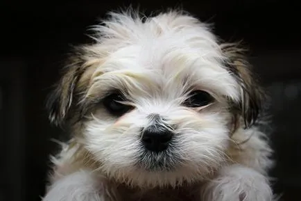 Cățeluși shih tzu, ce să se hrănească, porecle pentru aceasta rasa