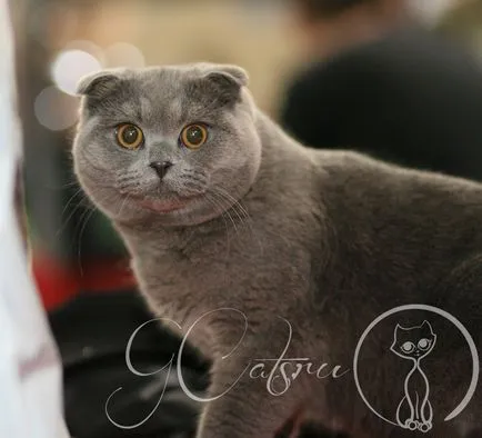 Scottish Fold - owlet de blană