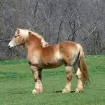 Mekkora a súlya egy ló (55 fotó) Milyen az átlagos súlya a ló, a tömeg egy felnőtt póni
