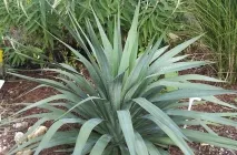 Fildeș Yucca (elephantipes yucca) fotografii, descriere, transplantare, de îngrijire la domiciliu, boală,