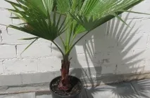 Ivory jukka (Yucca elephantipes) fotó, leírás, palántázás, ápolási otthon, betegség,