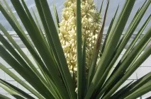 Ivory jukka (Yucca elephantipes) fotó, leírás, palántázás, ápolási otthon, betegség,