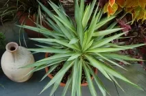 Ivory jukka (Yucca elephantipes) fotó, leírás, palántázás, ápolási otthon, betegség,